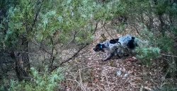Corretta gestione del setter per beccacce Un setter inglese a caccia di beccacce nel bosco