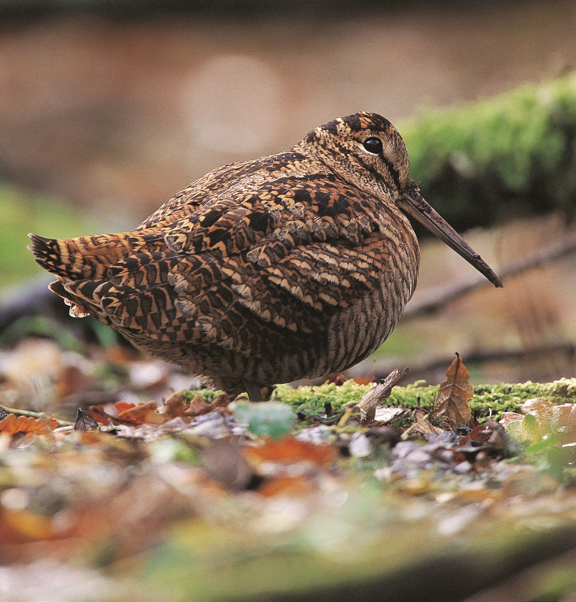 caccia-alle-beccacce: Beccacce che Passione settembre - ottobre 2016: i contenuti del nuovo numero