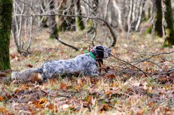 Setter inglese setter inglese in ferma tra le foglie