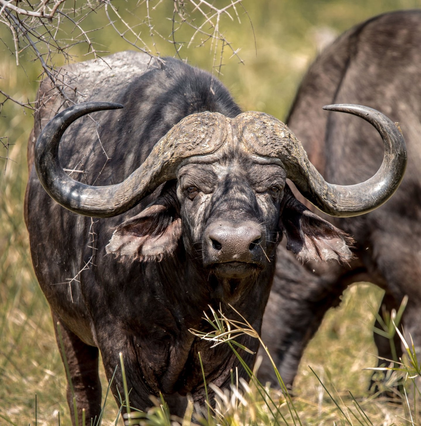 Cacciare a Palla agosto 2016: tutti i contenuti del nuovo numero bufalo nero africano