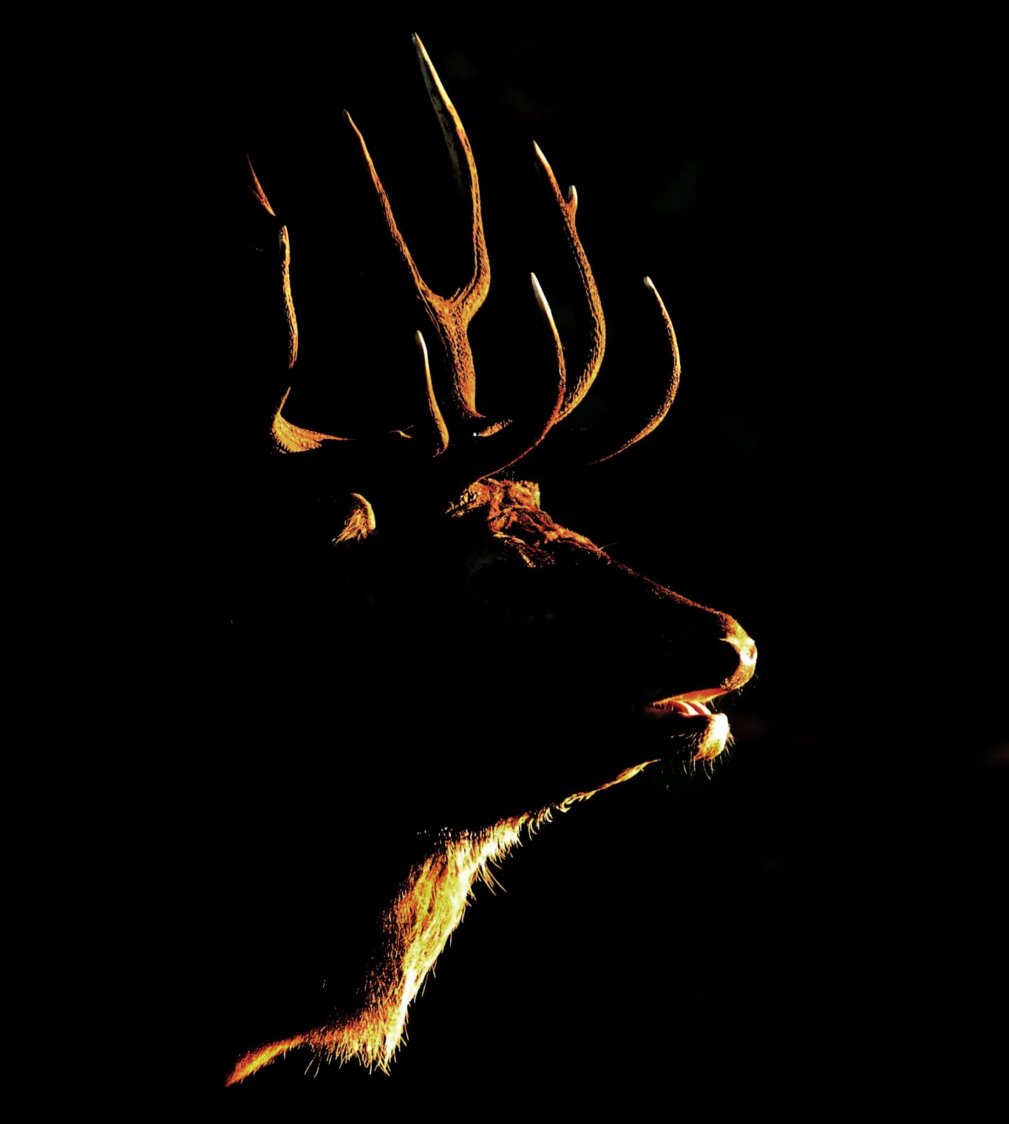 Un cervo di profilo in controluce