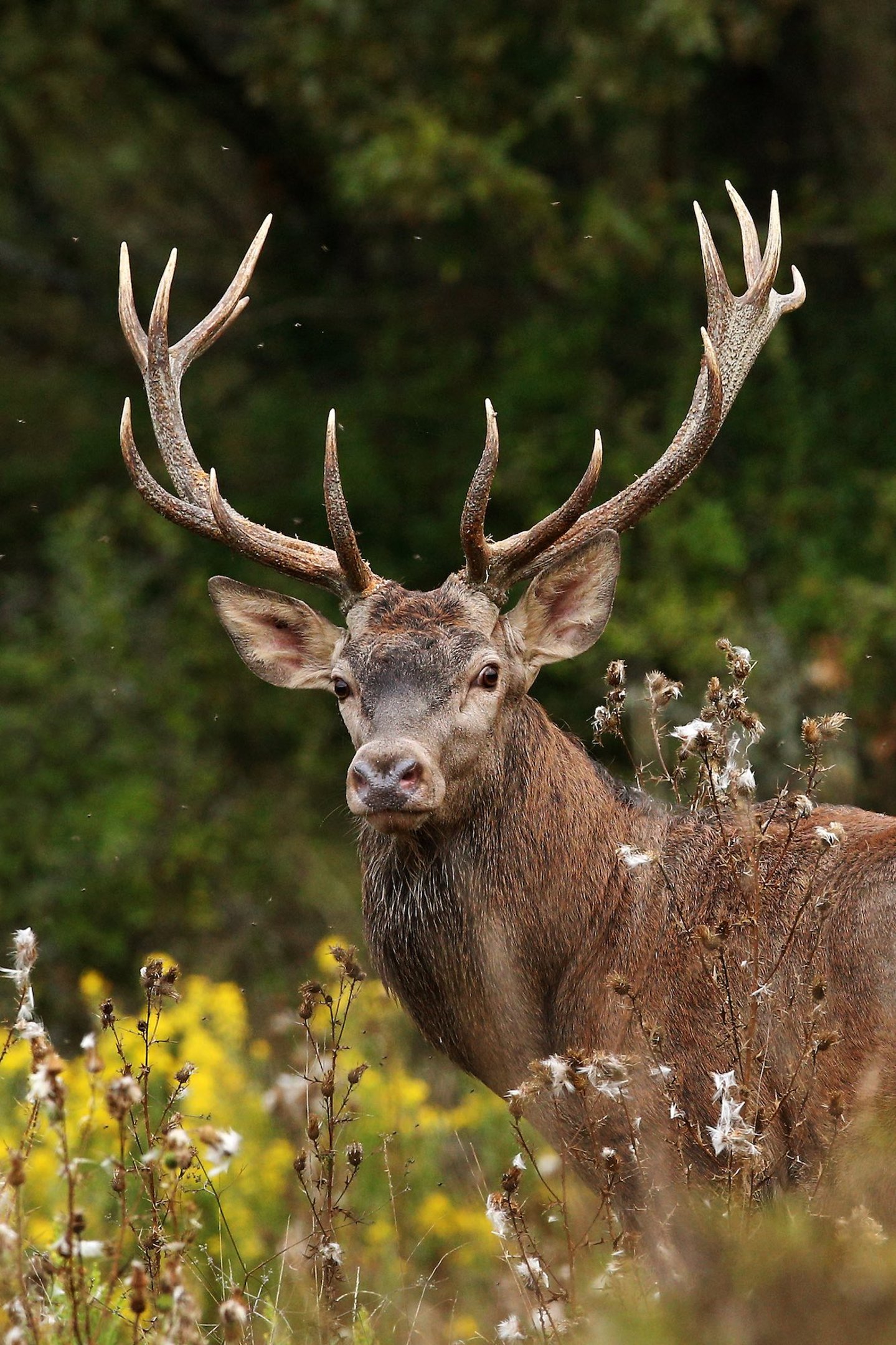 Il 17 del mese torna immancabile l’appuntamento con Cacciare a Palla