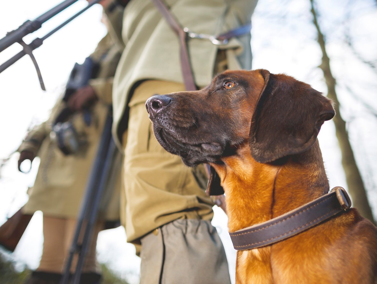 Cacciare a Palla luglio 2016: tutti i contenuti del nuovo numero cane-in-primo-piano-e-cacciatore-sullo-sfondo