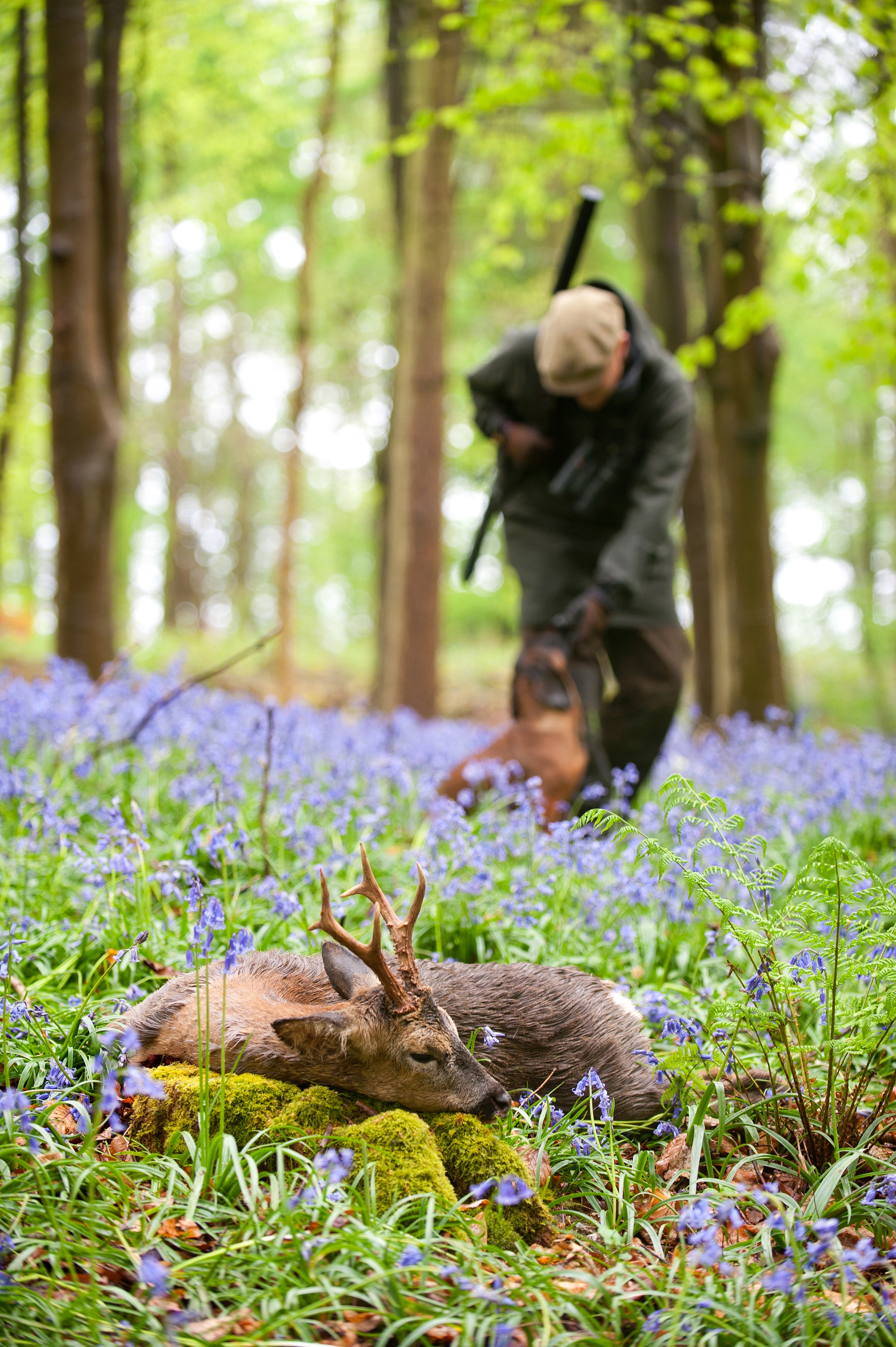 caccia: Cacciare a Palla 5/2016: tutti i contenuti del nuovo numero