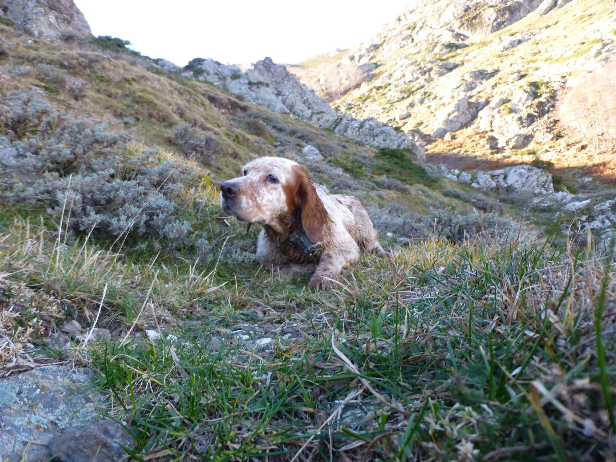caccia: Sentieri di Caccia agosto 2016: i contenuti del nuovo numero