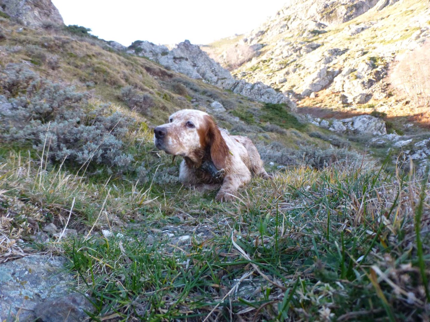 Sentieri di Caccia agosto 2016 Cane in ferma in montagna