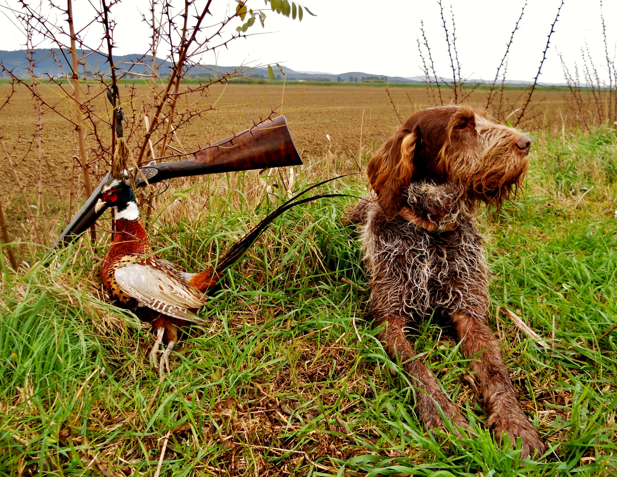 caccia: Sentieri di Caccia giugno 2016: tutti i contenuti del nuovo numero