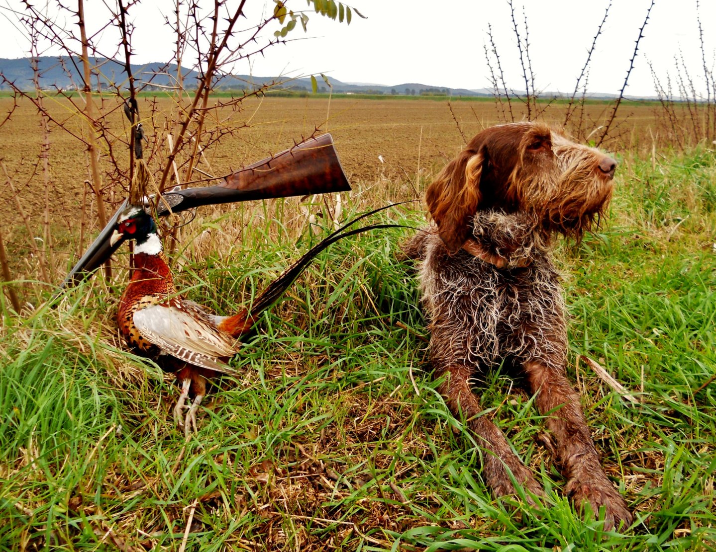cane-con-fagiano-e-fucile