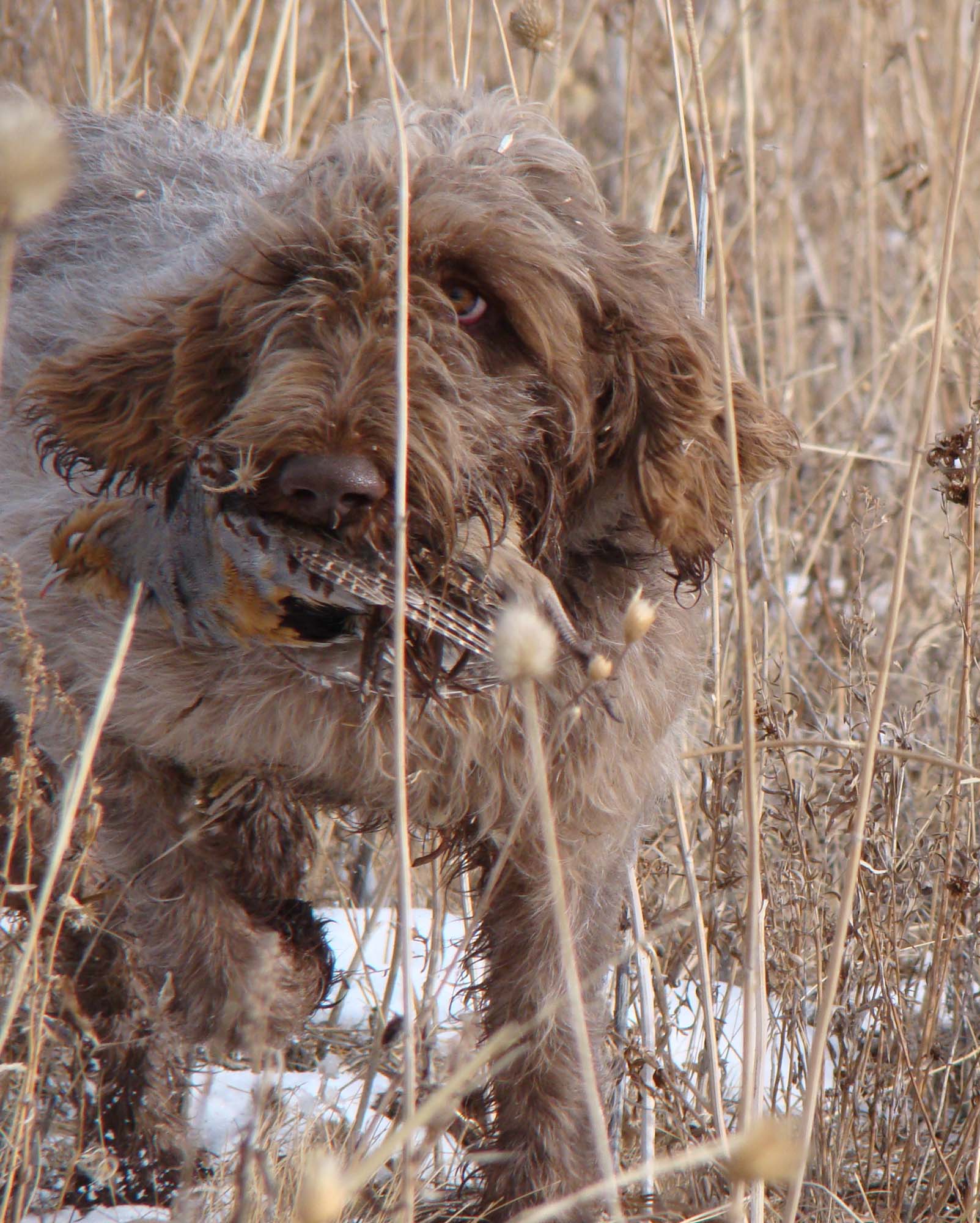caccia: Sentieri di Caccia luglio 2016: tutti i contenuti del nuovo numero
