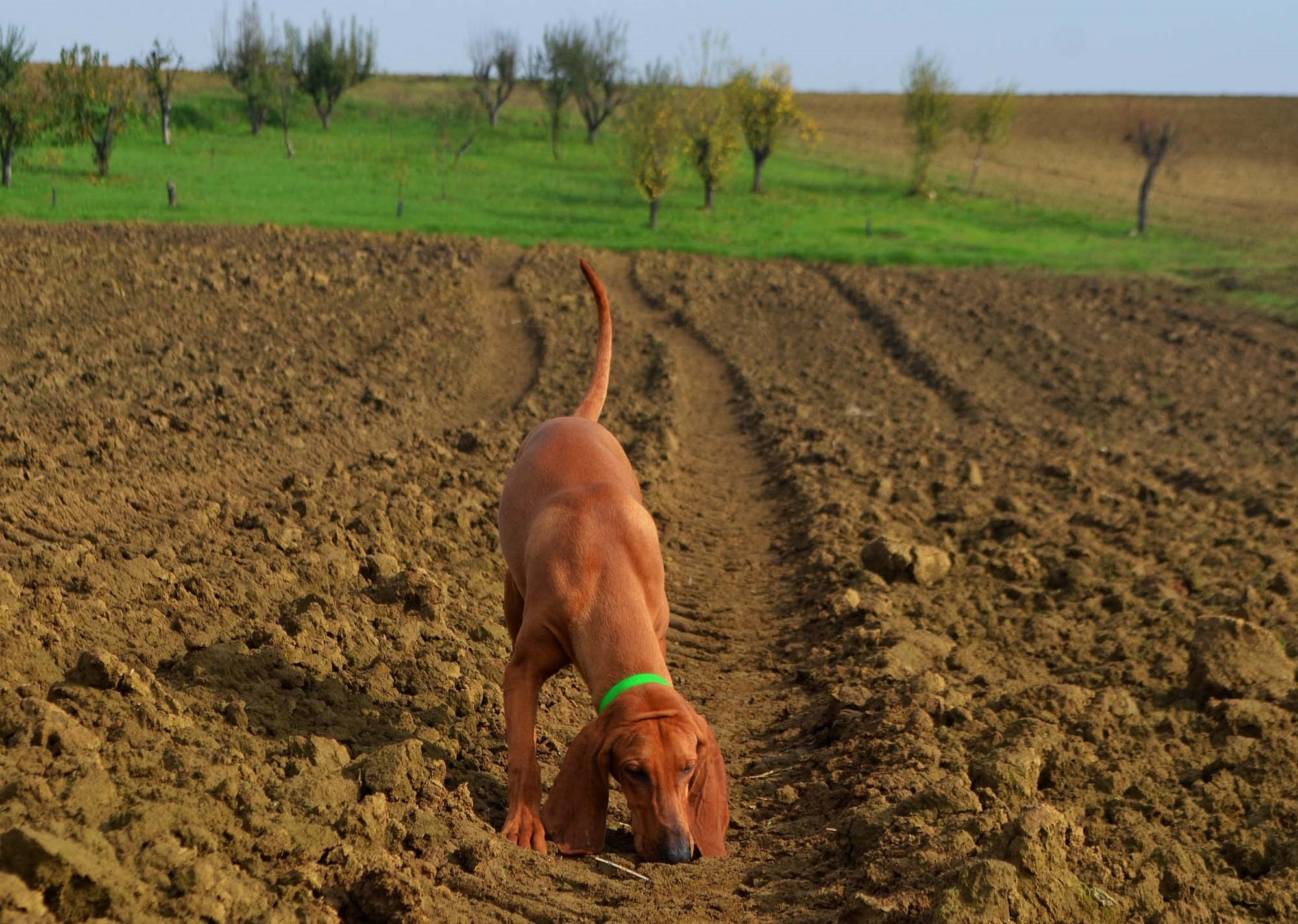 caccia: Sentieri di Caccia ottobre 2016: i contenuti del nuovo numero