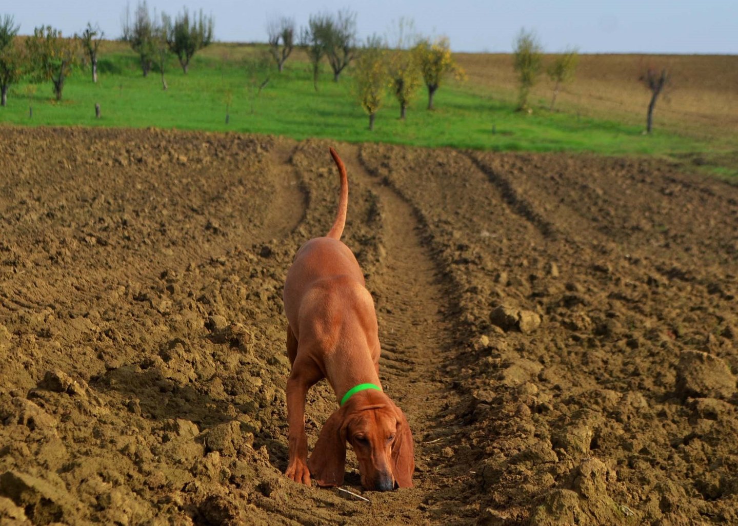 Sentieri di Caccia ottobre 2016 Segugio durante una prova di lavoro