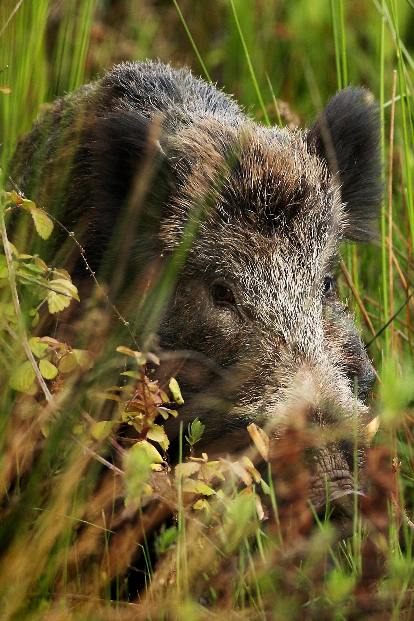 Cinghiale che Passione: Contenuti del numero di aprile-maggio 2016 Un cinghiale