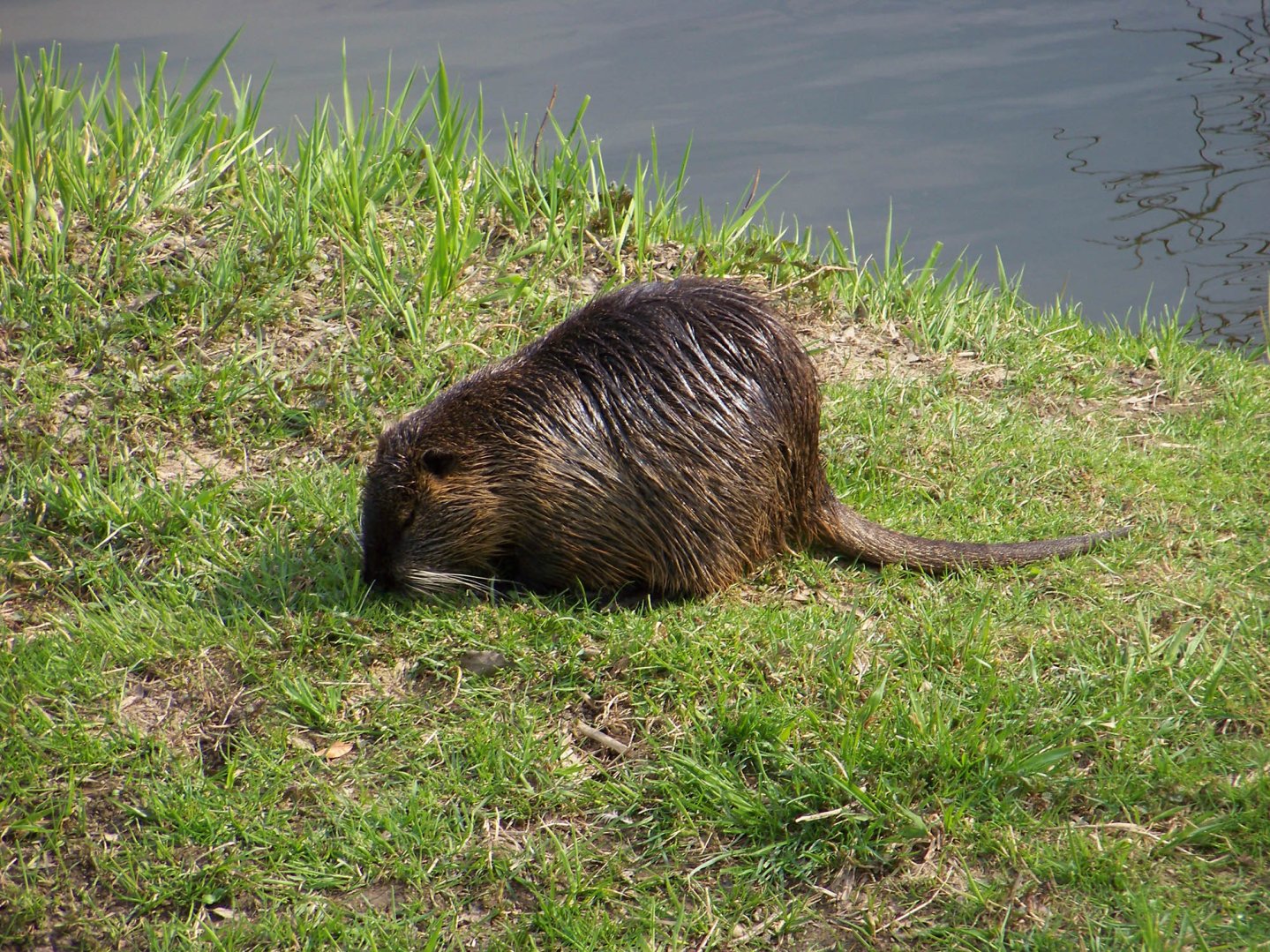 Controllo nutrie appostamenti fissi in Toscana Nutria