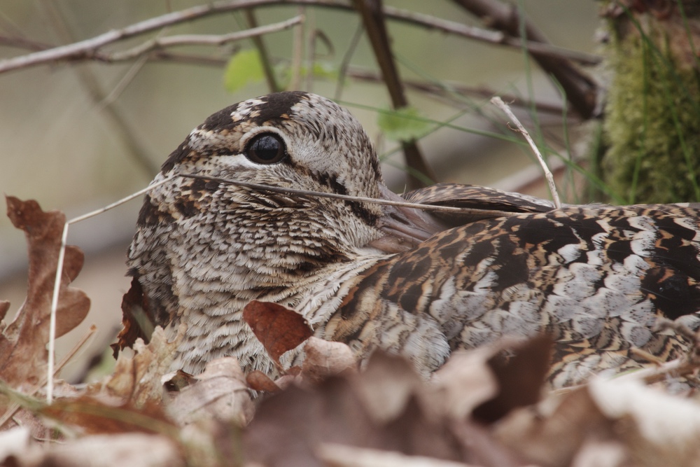 cultura-venatoria: Convegno Federcaccia in Sicilia per parlare di beccaccia