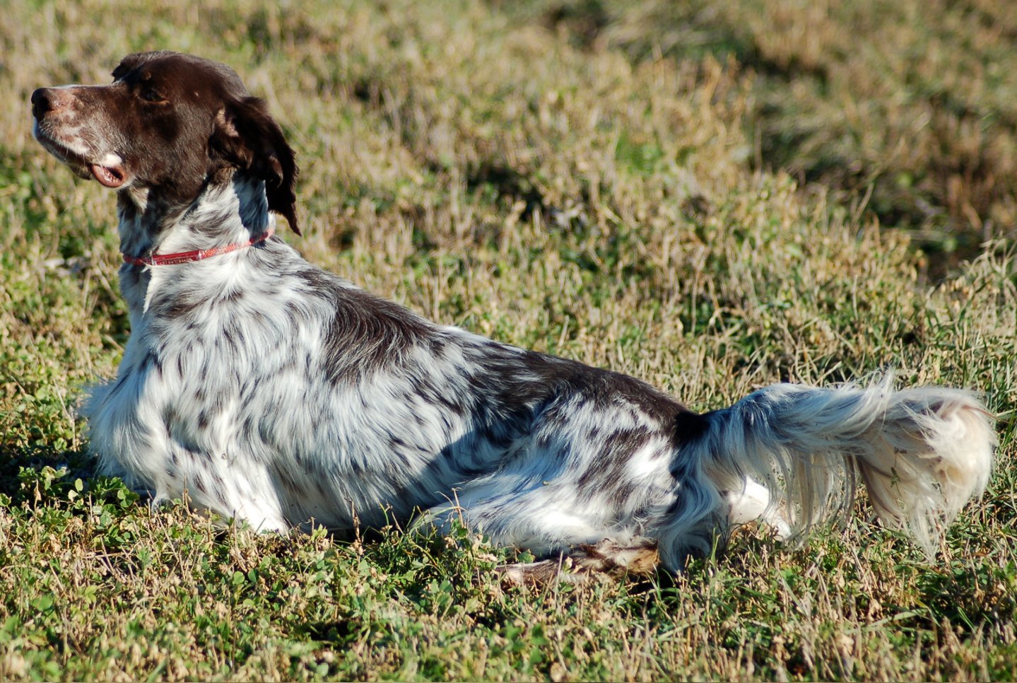 Coppa del Mediterraneo campionato modiale del cane da ferma Coppa del Mediterraneo campionato modiale del cane da ferma