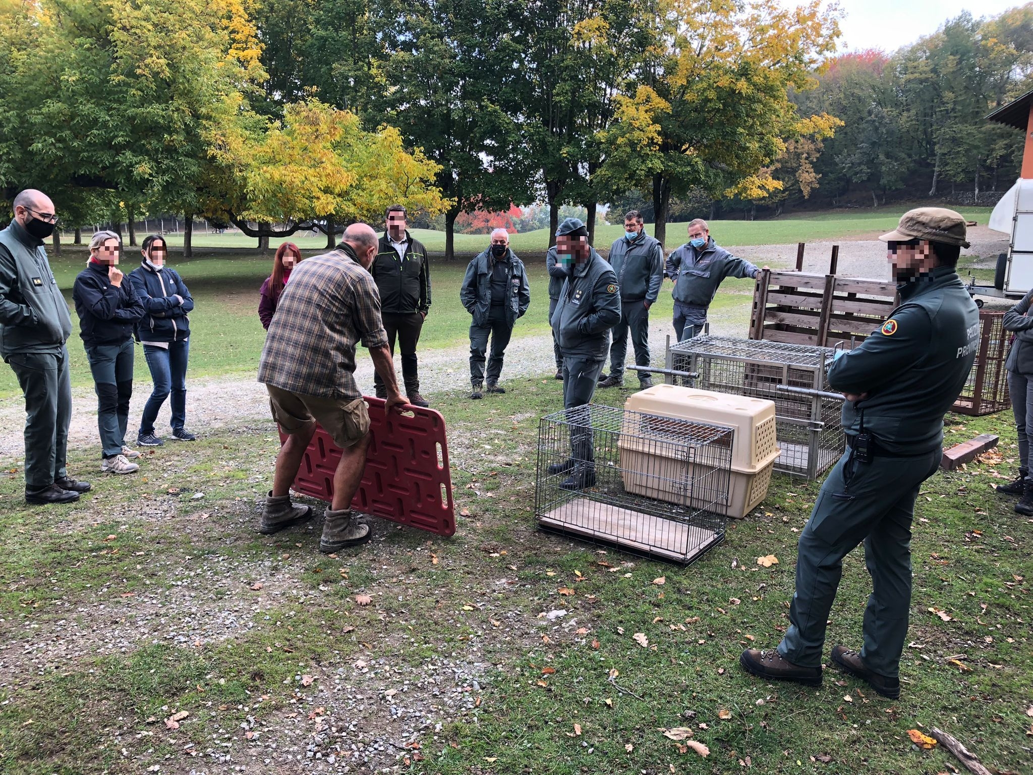 caccia: Incidenti e fauna selvatica: come togliere i selvatici dalla strada?
