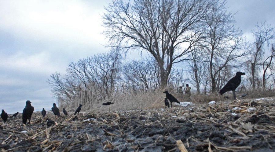 Caccia ai corvidi