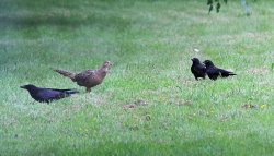 Caccia ai corvidi Caccia ai corvidi