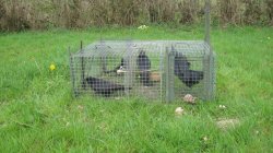 Caccia ai corvidi Caccia ai corvidi