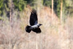 Caccia ai corvidi Caccia ai corvidi