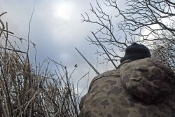 Caccia ai corvidi Caccia ai corvidi