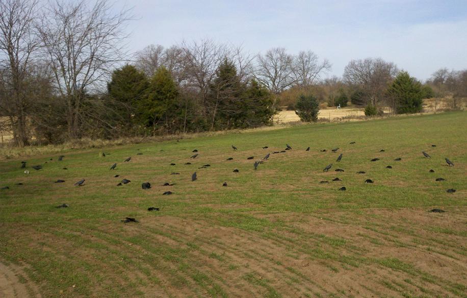 stanziale: Caccia ai corvidi: un piacere venatorio e un dovere gestionale stanziale: Caccia ai corvidi: un piacere venatorio e un dovere gestionale