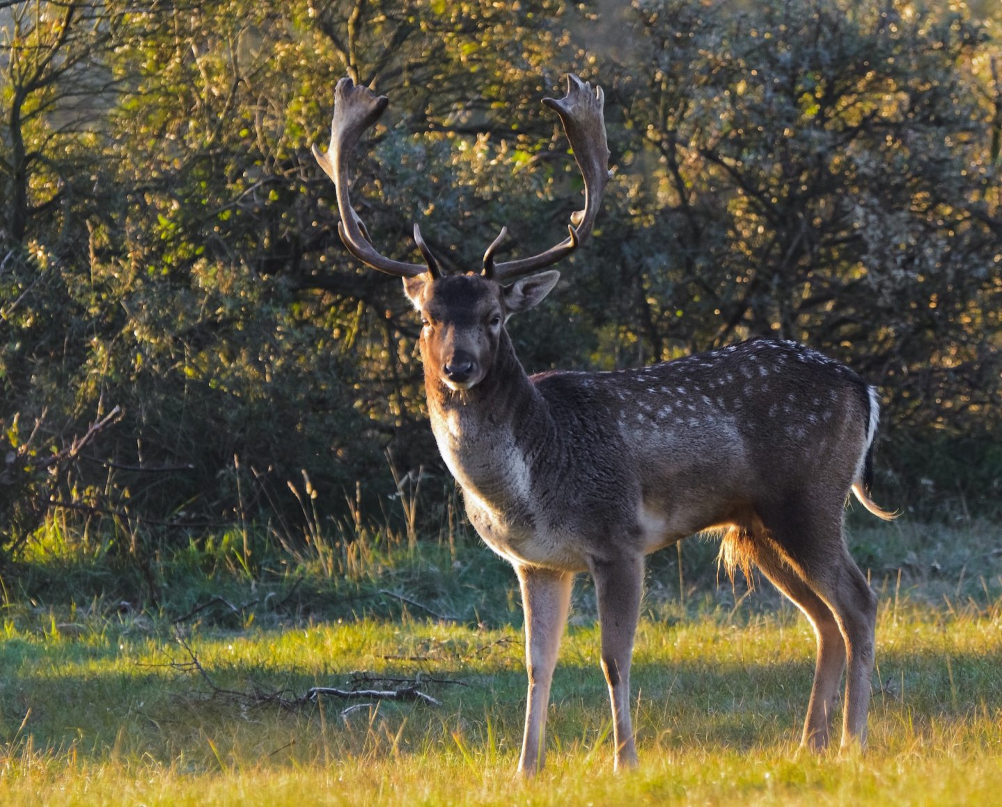 Caccia al daino Caccia al daino