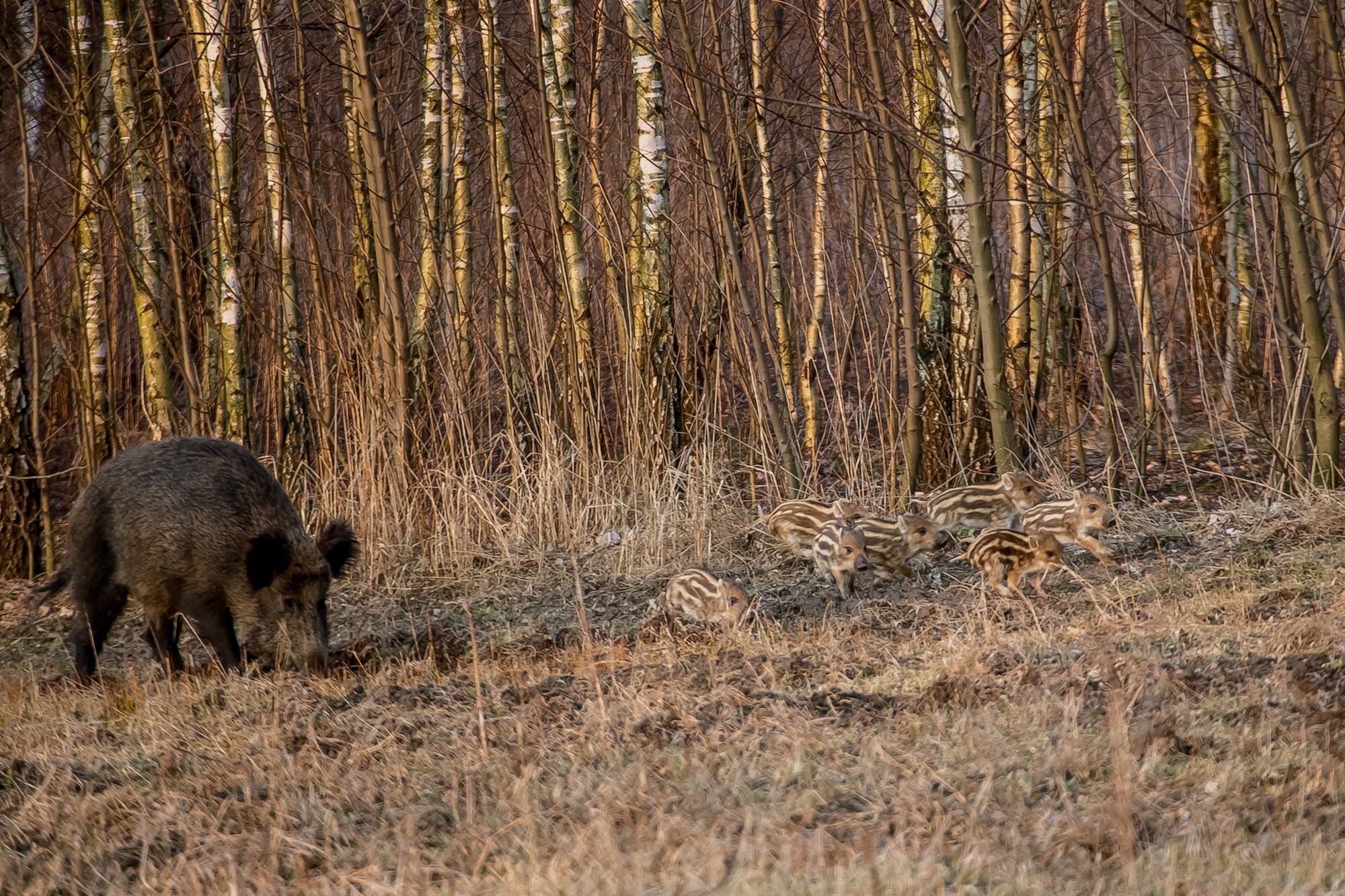 cinghiale: Emergenza cinghiali all'Elba: via libera ai cacciatori
