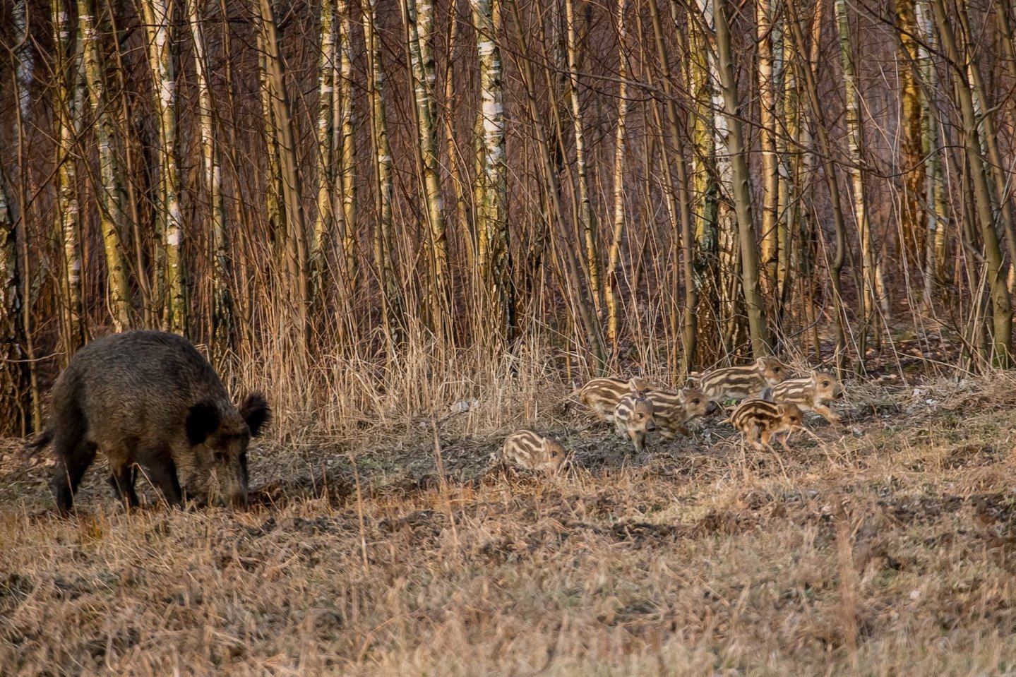 Emergenza cinghiali all'Isola dell'Elba Emergenza cinghiali all'Isola dell'Elba