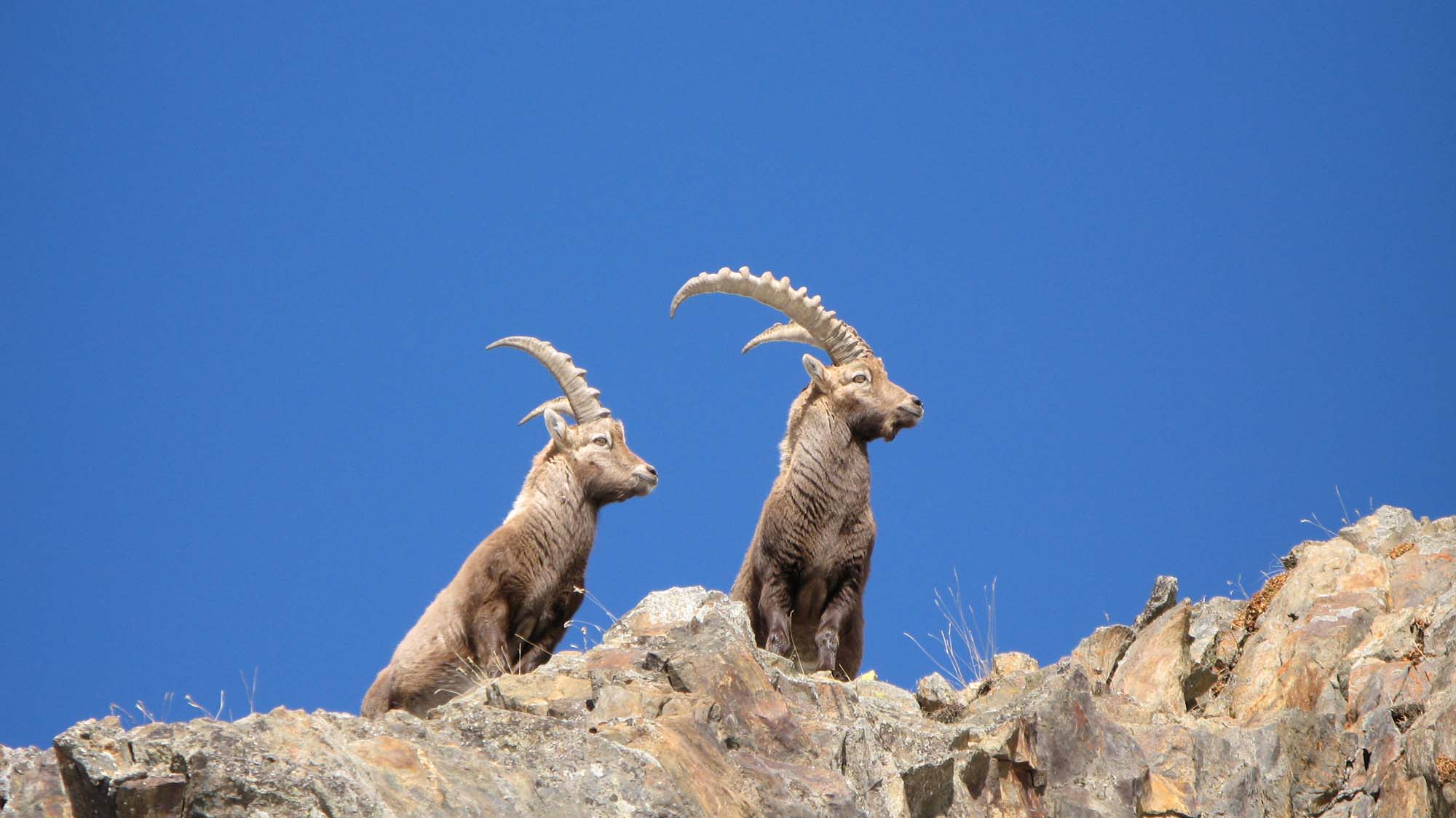 gestione-del-territorio: Emergenza rogna sarcoptica per gli stambecchi delle Dolomiti Friulane
