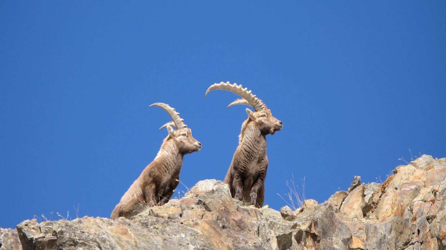 Stambecchi Stambecchi