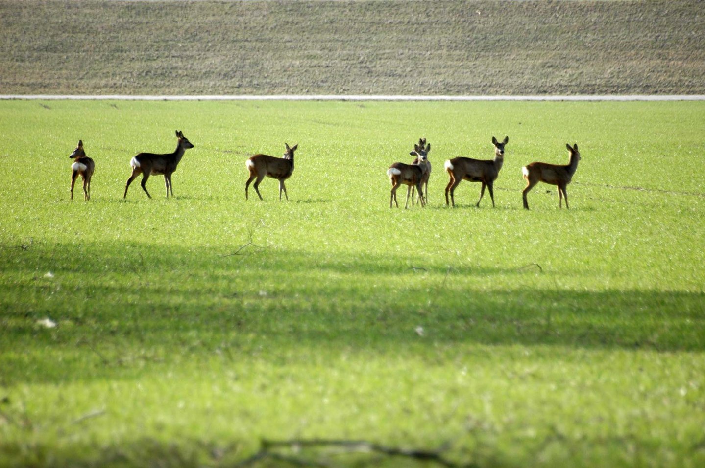 Emergenza ungulati in Italia Emergenza ungulati in Italia