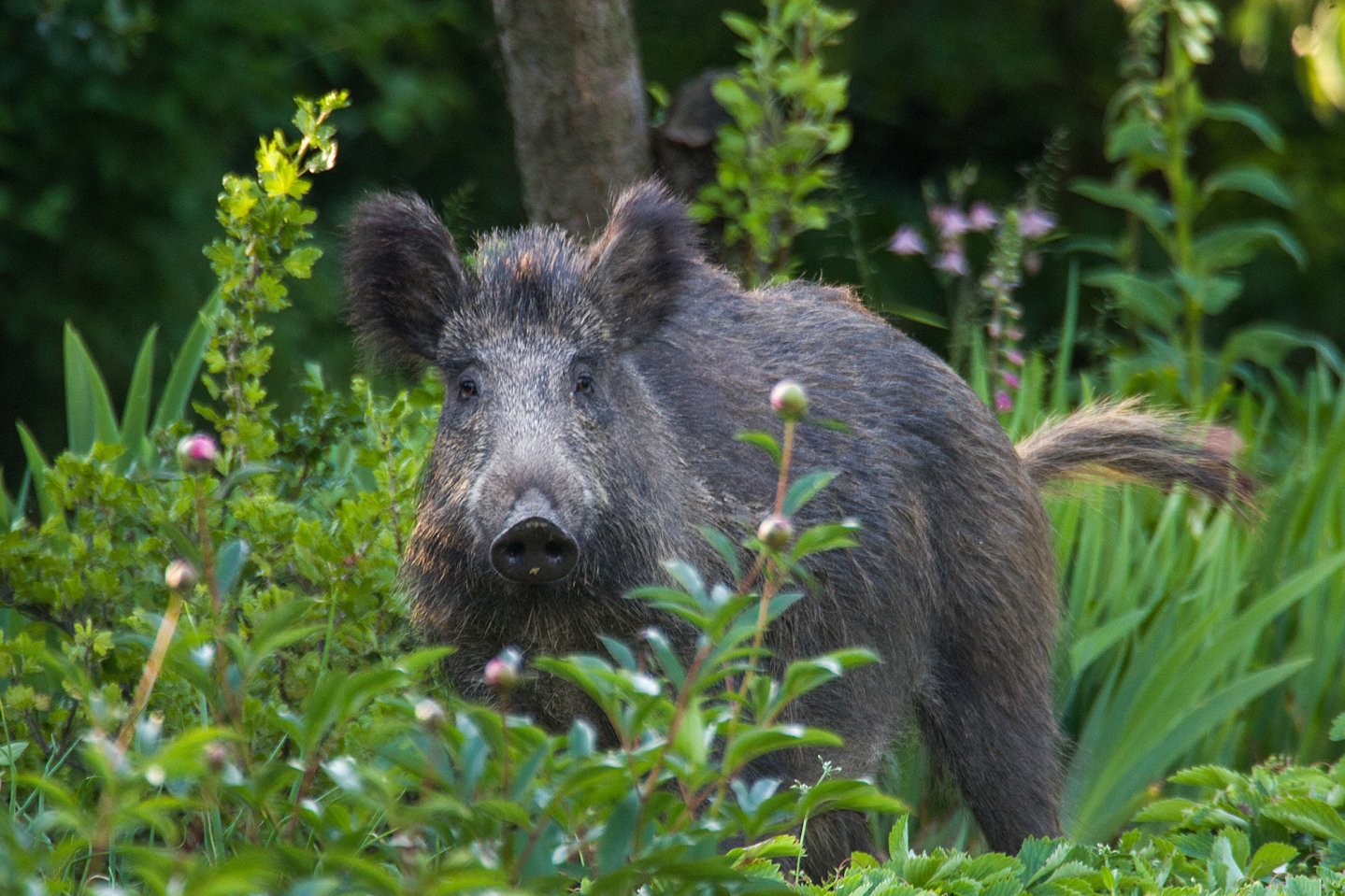 Emergenza ibridi di cinghiale a La Maddalena Cinghiale