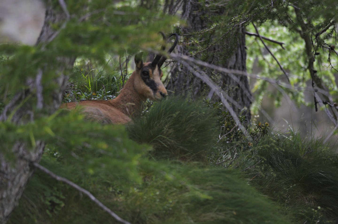 Estesi poteri di Trentino e Alto Adige su caccia nei parchi e specie cacciabili camoscio rupicapra rupicapra nella foresta