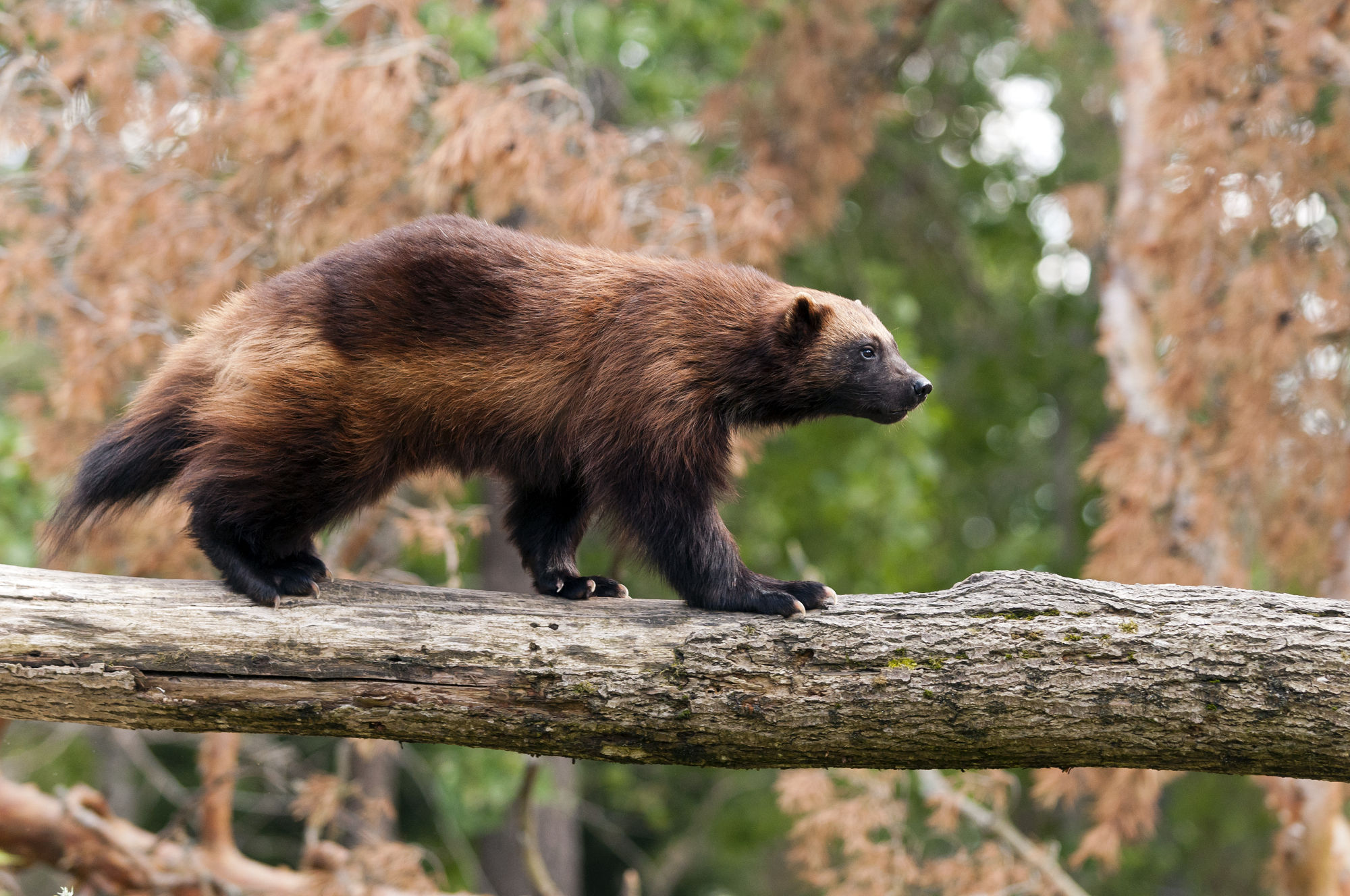 gestione-del-territorio: Le proposte di FACE sulla modifica delle Direttive Uccelli e Habitat gestione-del-territorio: Le proposte di FACE sulla modifica delle Direttive Uccelli e Habitat