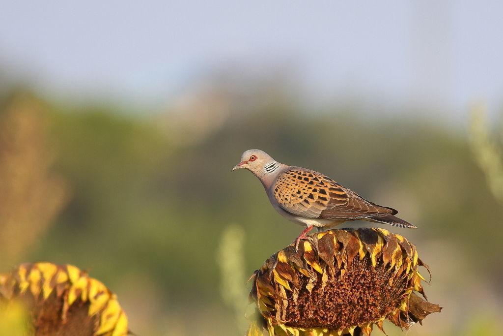 cultura-venatoria: Caccia e conservazione della tortora nell’area mediterranea d’Europa
