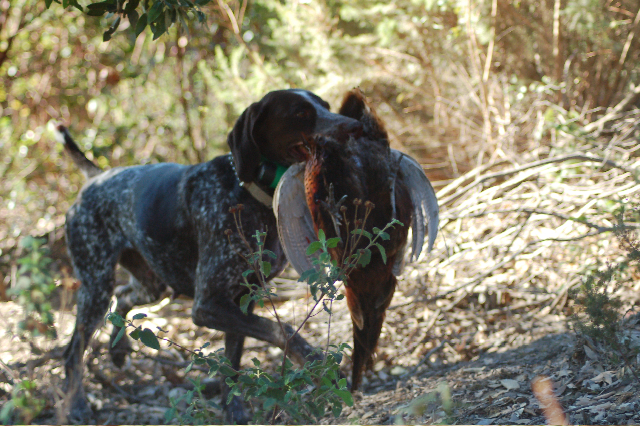 stanziale: Fagiani all'ITALIANA stanziale: Fagiani all'ITALIANA