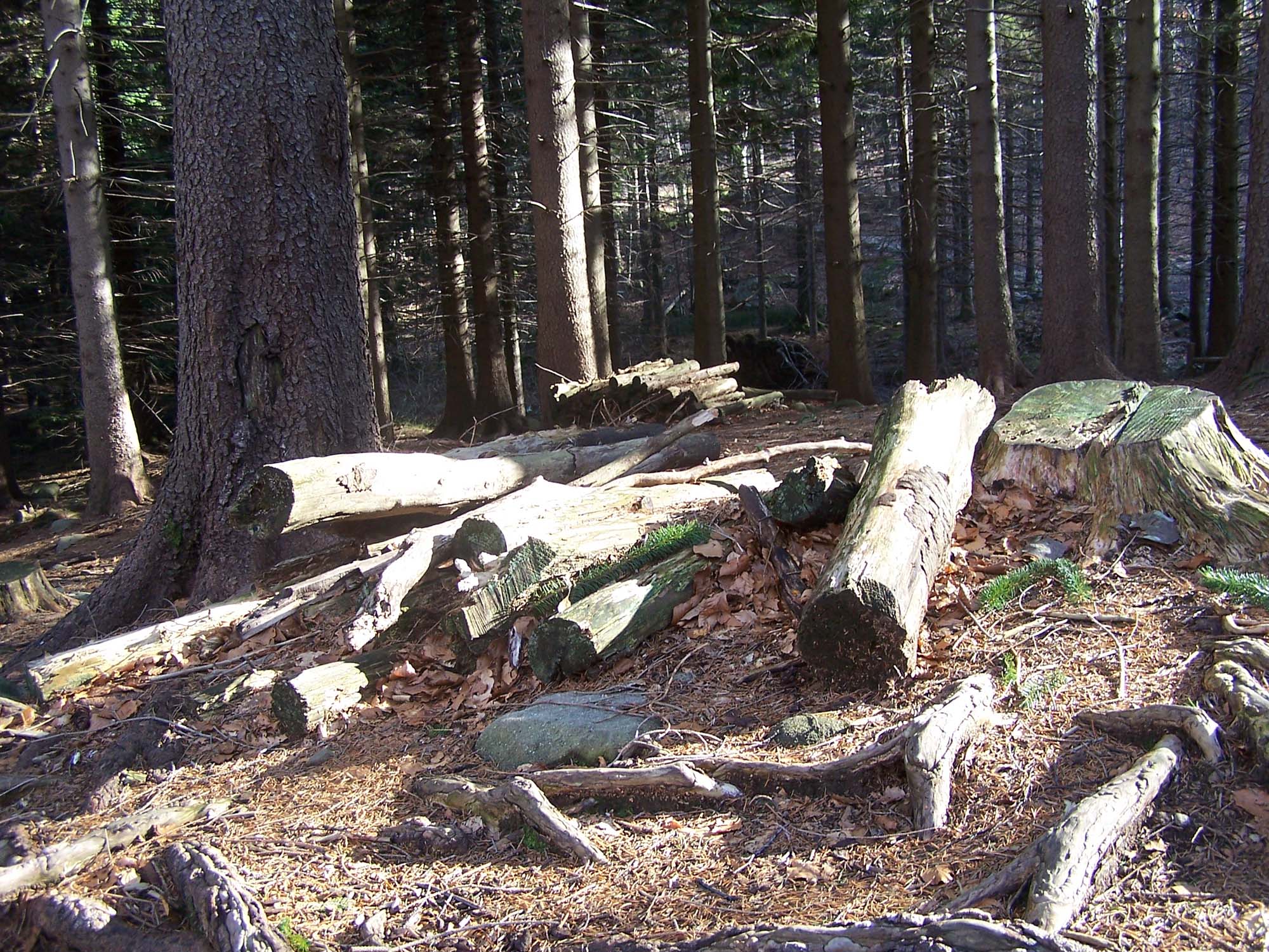 caccia: FAO: la deforestazione sta rallentando a livello mondiale