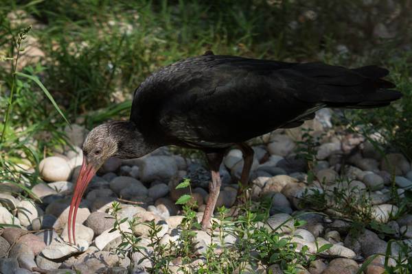 caccia: La Federcaccia al fianco delle specie in pericolo di estinzione