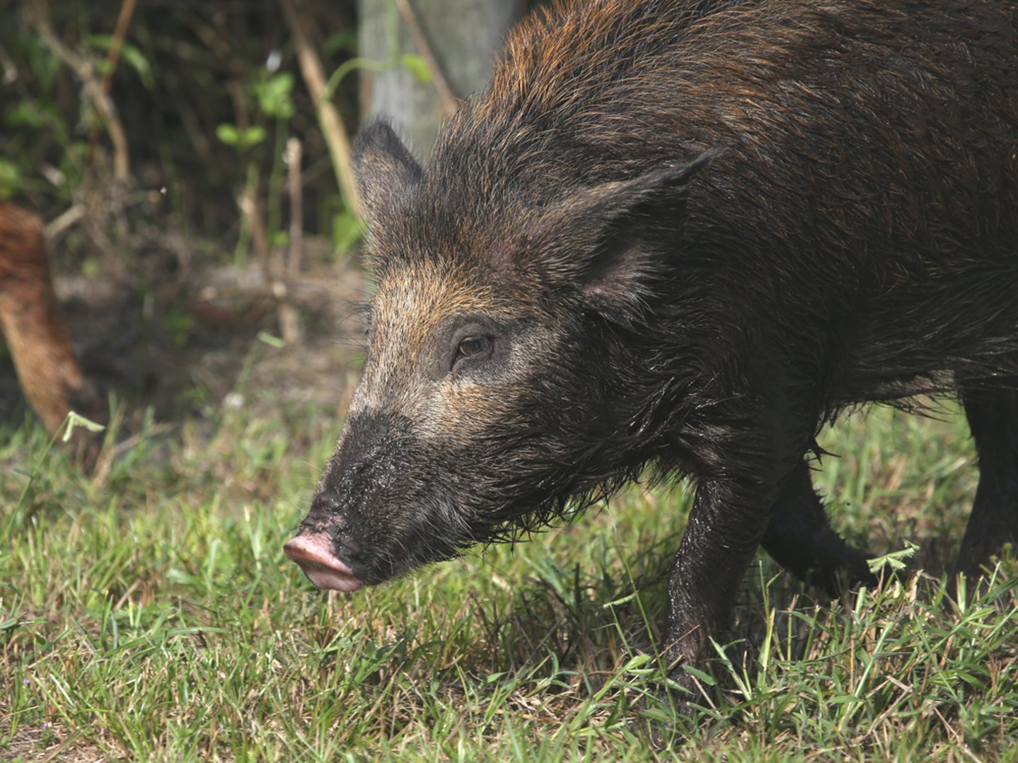 Federcaccia-Arcicaccia: il gesto distensivo di Osvaldo Veneziano Un cinghiale