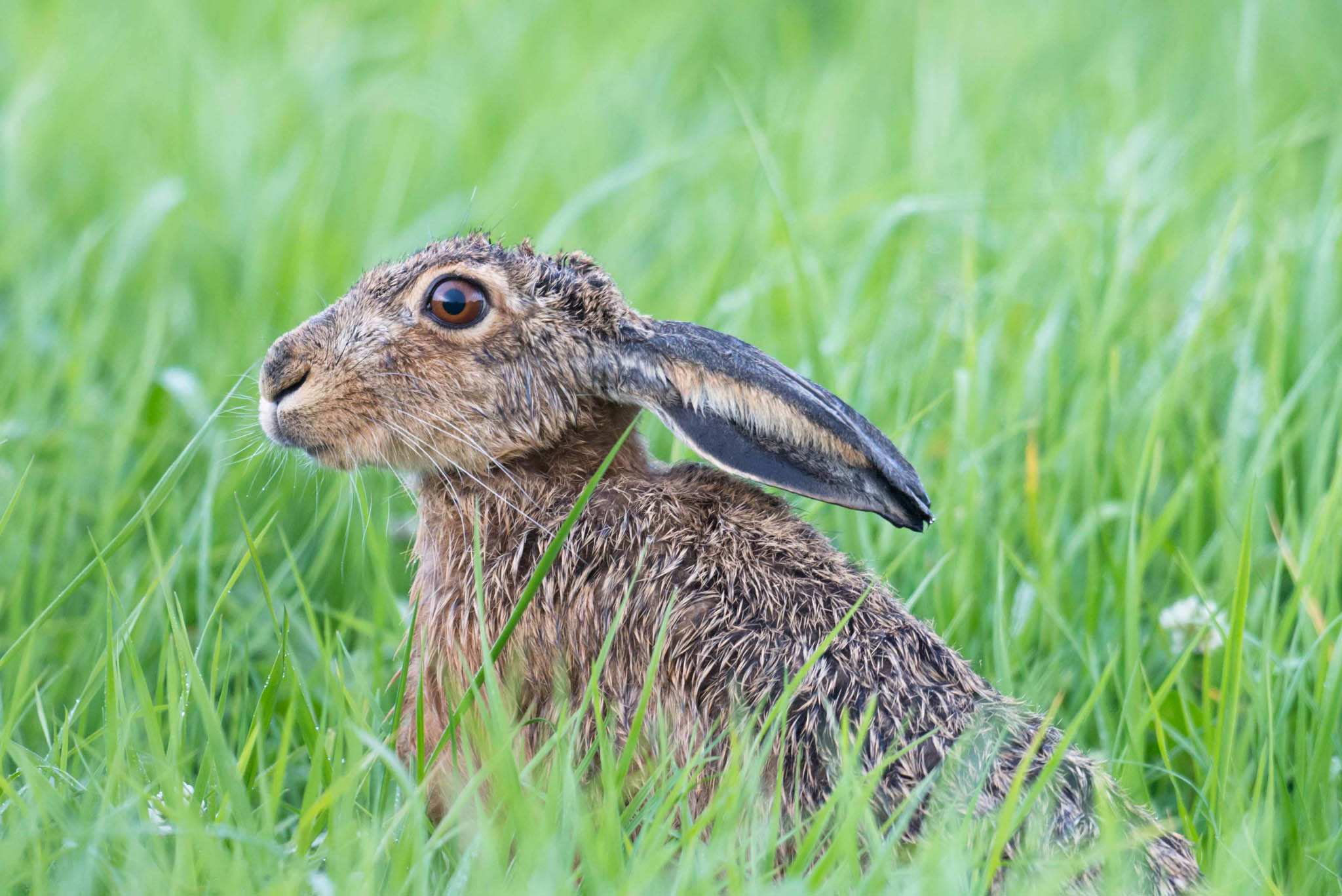 caccia: FIDASC: i campioni italiani 2014 di seguita su lepre..