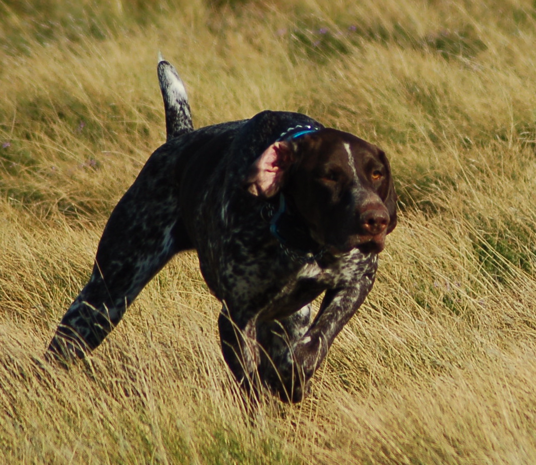 caccia: Centenario Coni