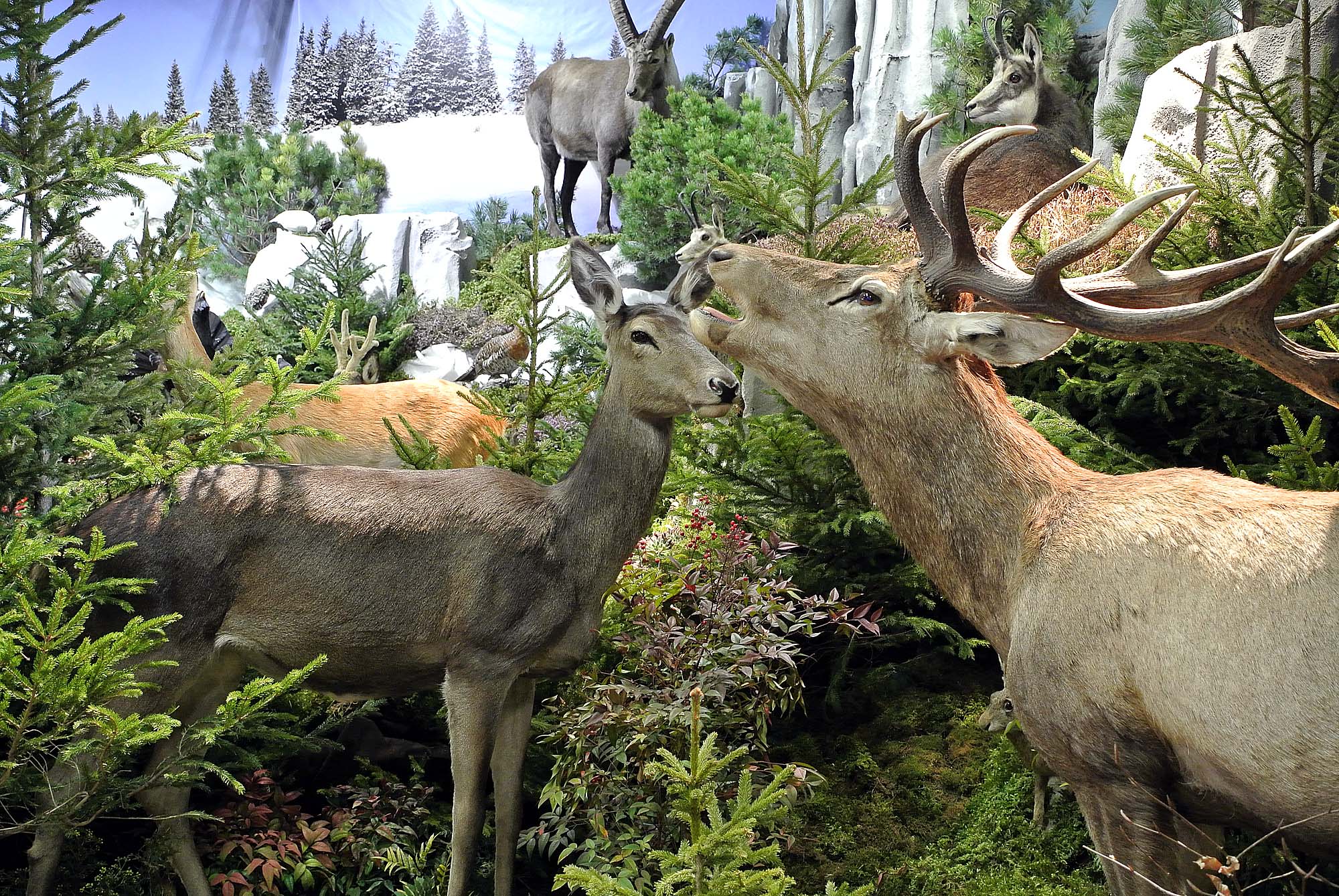 caccia: Hunting Show 2014: tutto il mondo della caccia a Vicenza