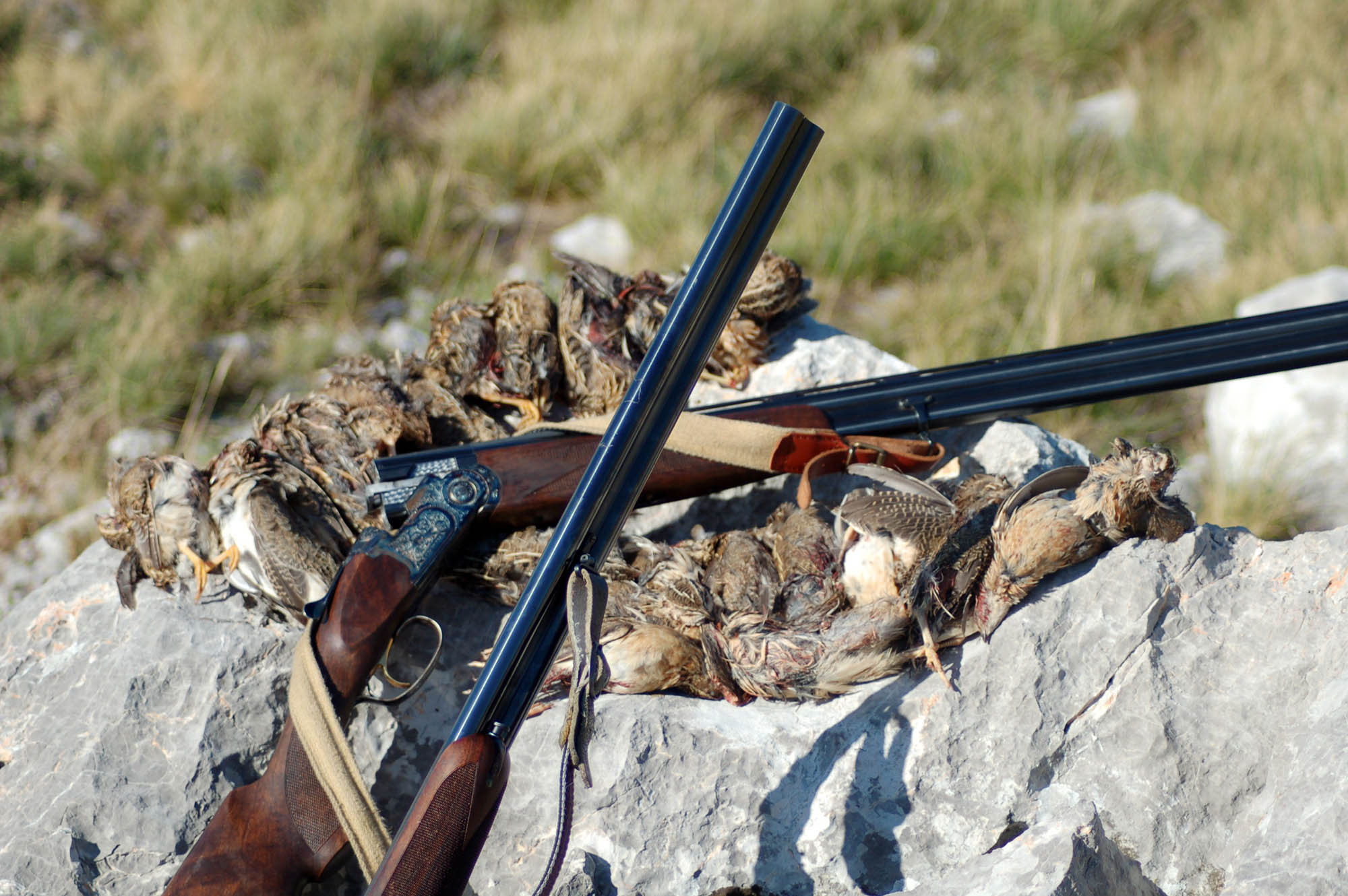 selvaggina-migratoria: Fucili e cartucce da quaglie selvaggina-migratoria: Fucili e cartucce da quaglie