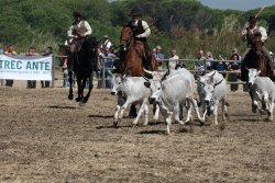 Game Fair Game Fair