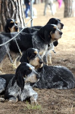 Game Fair 2015 Grosseto Game Fair 2015 Grosseto