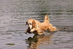 Game Fair Grosseto 2015 Game Fair Grosseto 2015