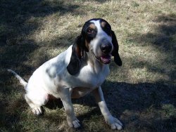 Game Fair Grosseto 2015 Game Fair Grosseto 2015