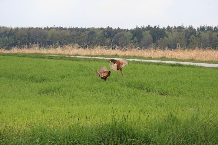 cultura-venatoria: Caccia e ambiente: gestire il fagiano (PAC 2023/27)
