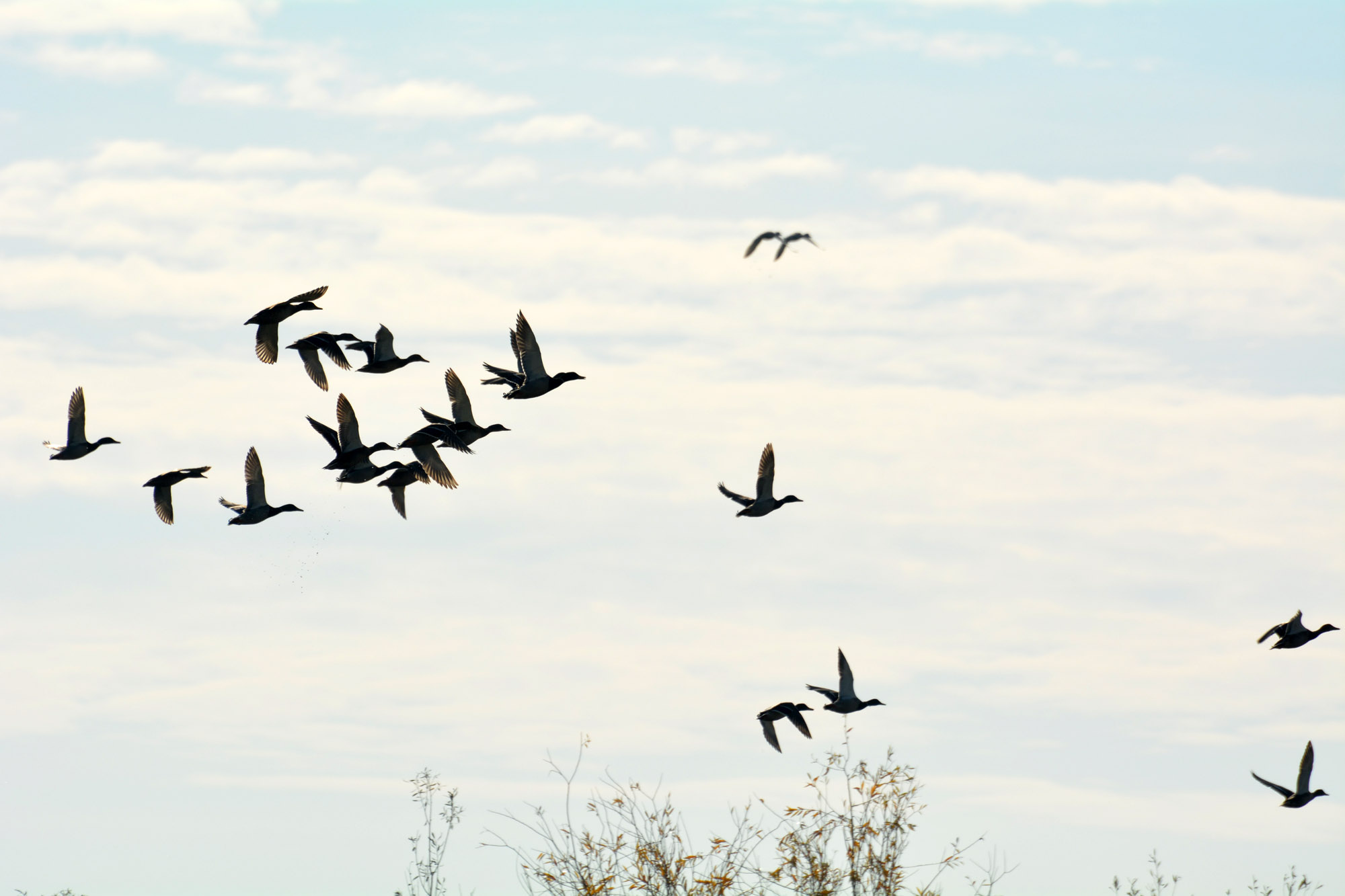 caccia: Caccia e Gestione: ripristino di zone umide e terreni agricoli nel bolognese, un modello Europeo